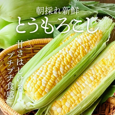 朝採りとうもろこし