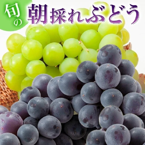 朝採れぶどう 2種類セット 品種おまかせ