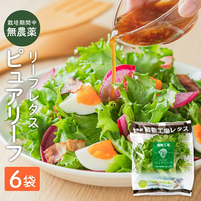最新植物工場 レタス ピュアリーフ 6個入