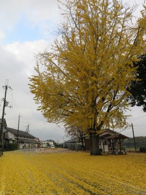 網引駅前大イチョウの外観