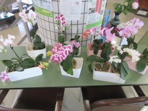 南部公民館玄関ロビーに飾られたランの花