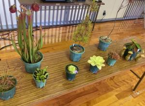 9種類の食虫植物の写真