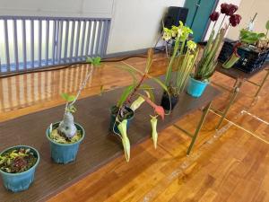 6種類の食虫植物の写真
