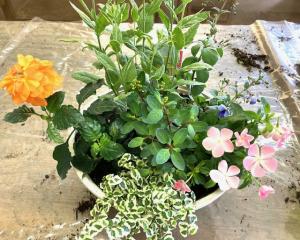 完成したオレンジ、紫、ピンク、グリーンの寄せ植えの写真