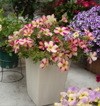 ペチュニアの寄せ植えの写真