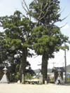 石部神社門杉の画像