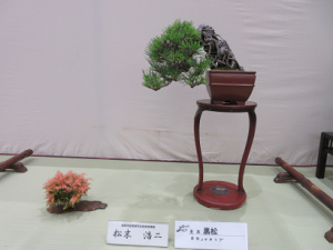 市盆栽研究会松末さんの作品