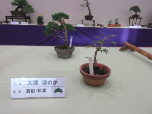 親子盆栽教室受講OGの作品
