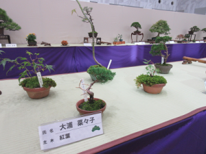 親子盆栽教室受講OGの作品