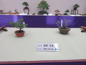 親子盆栽教室受講生の作品