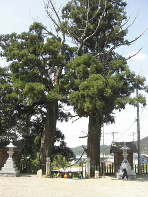 石部神社門杉