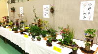 山野草の展示の写真