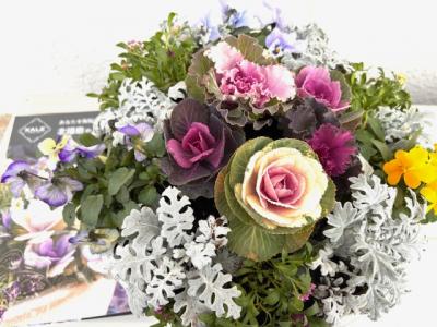 ハボタンがメインの先生の見本の寄せ植え