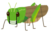 トノサマバッタのイラスト