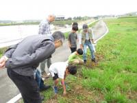 野草を引き抜こうとしている子どもの写真