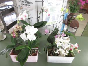 きれいな花が咲いたランを玄関ロビーで展示している様子