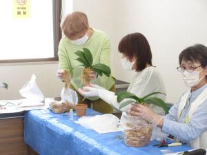 講師と一緒にランの株に水苔を巻き付けている様子