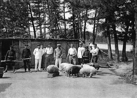 写真：豚の飼育場