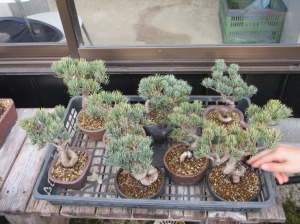 新たな盆栽の苗木五葉の松