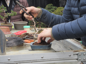 様々な長さ形状の盆栽を見合う鉢に植え替える講師