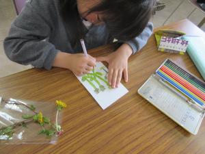 下書きしたタンポポに色鉛筆で色を塗っている様子
