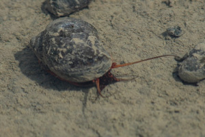 水田内を移動するジャンボタニシの画像2