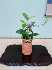本日の生け花は桔梗でした