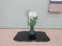 本日の生け花は酔芙蓉