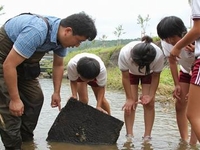 （西在田小）若井川での生物調査