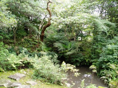 モリアオガエル生息地