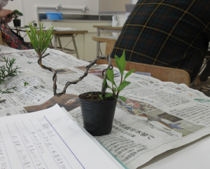 針金を巻き付け形作った赤松