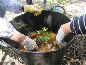 苗を植樹した鉢に水をやる様子