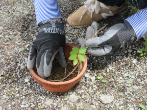 さるすべりの苗を鉢に植樹する様子