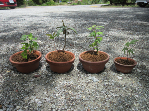 山採りした苗を植えた4鉢が並んでいる