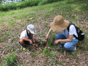 親子でどんぐりの苗を山採りする様子