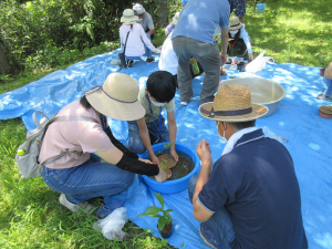 山採りした苗を鉢に植え水をやる様子