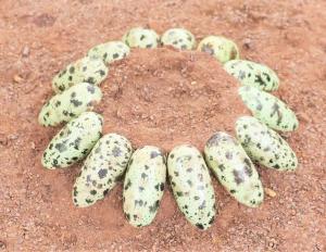 ヒメウーリサスの巣の再現模型